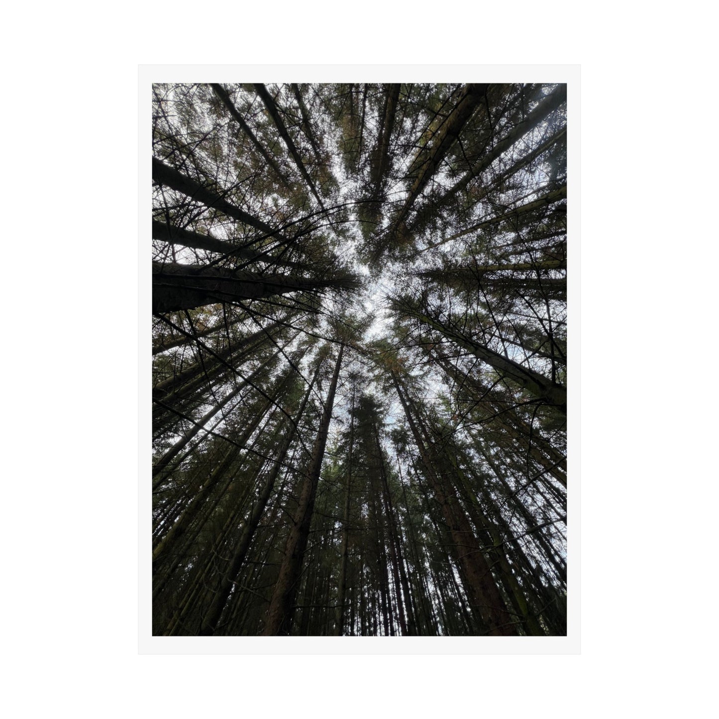 Matte Vertical Posters