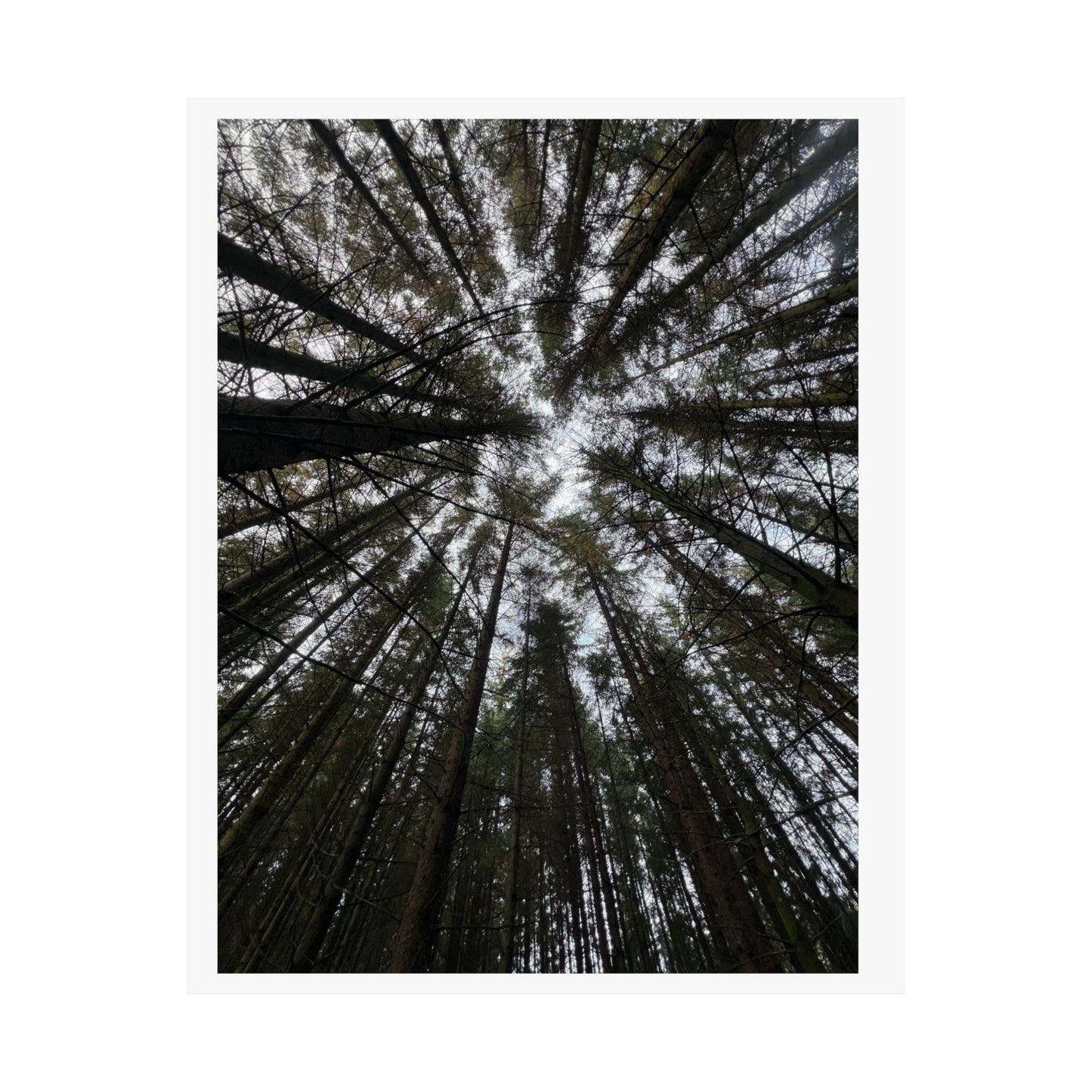Matte Vertical Posters