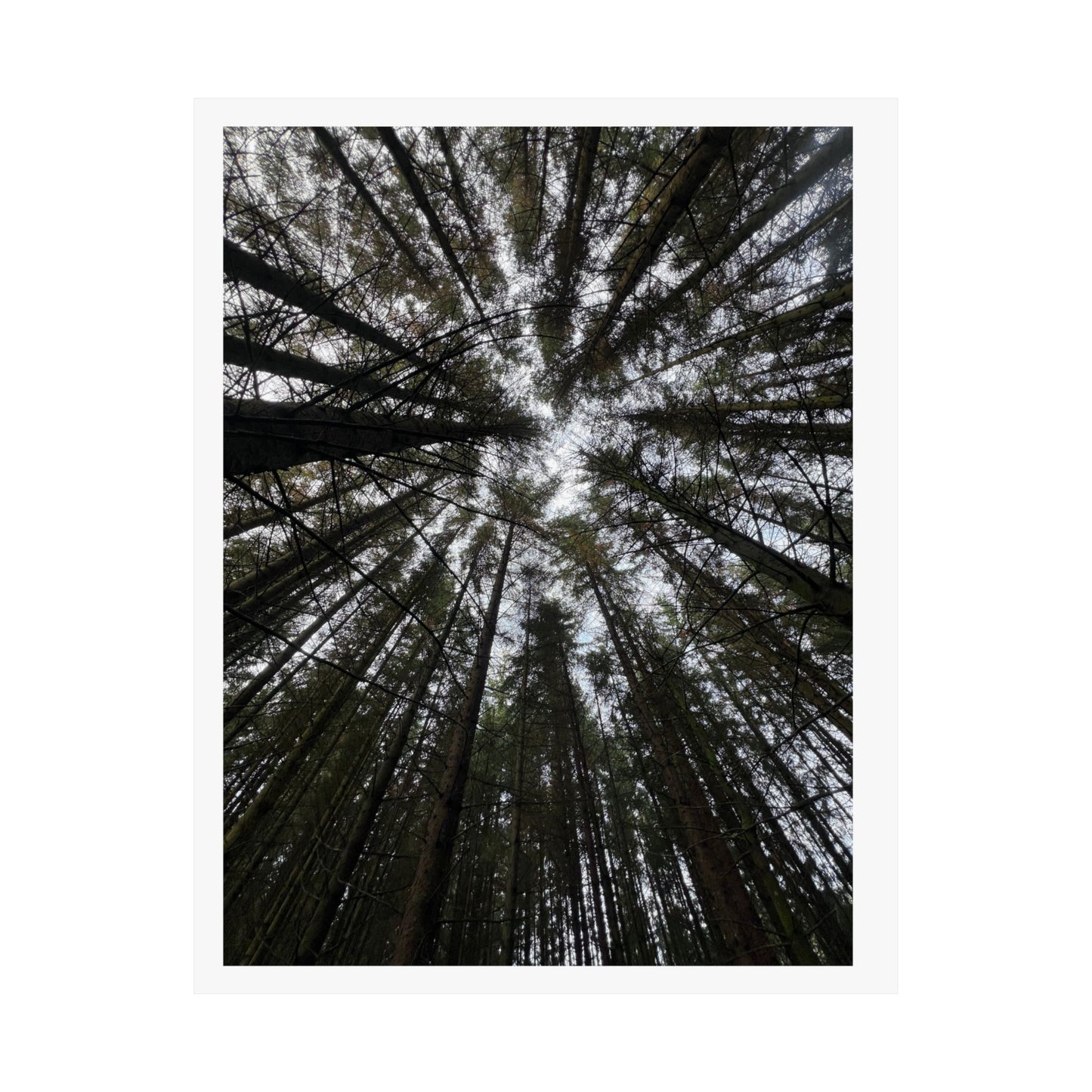 Matte Vertical Posters