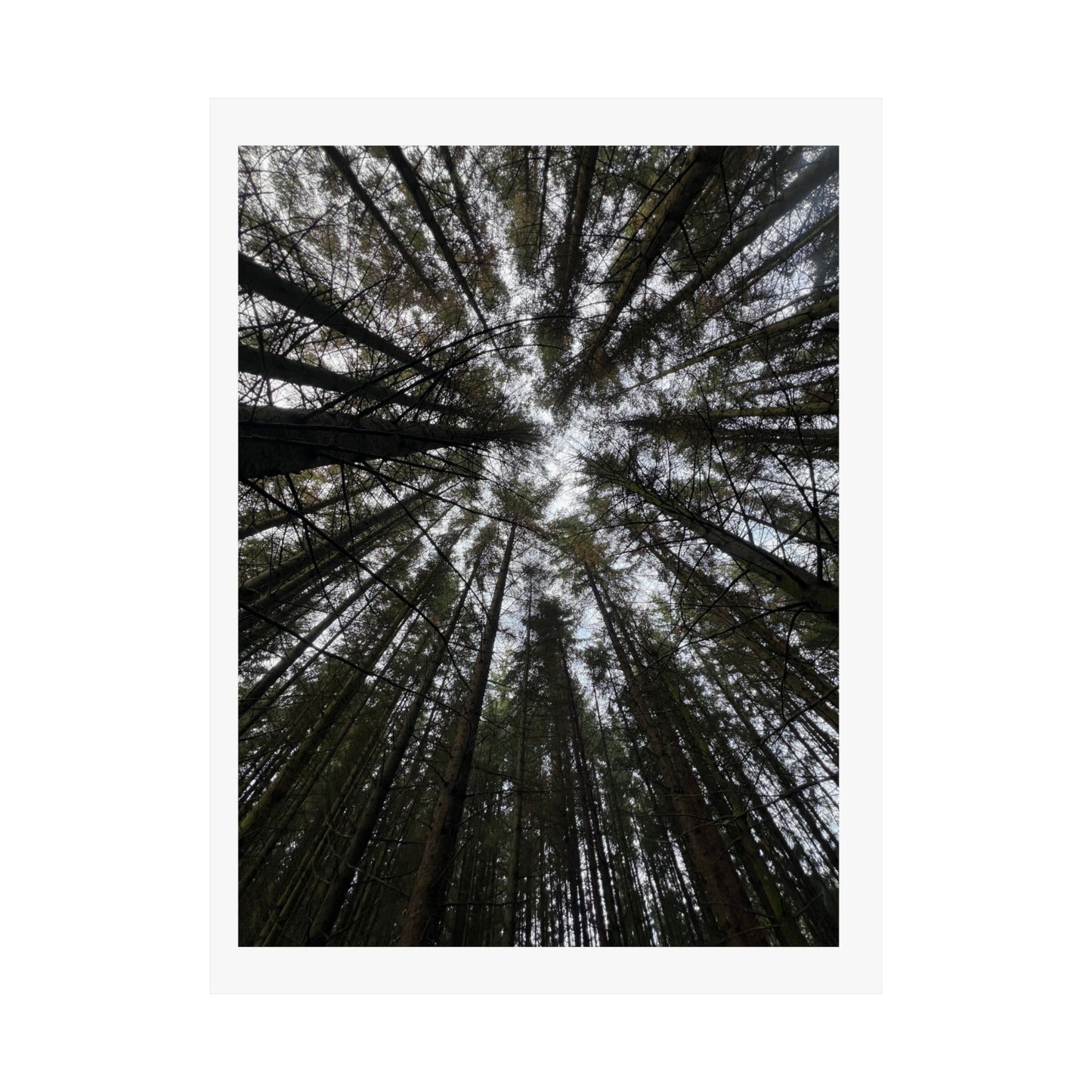 Matte Vertical Posters